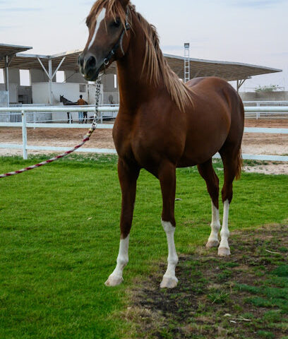 اسطبلات الامجاد - Ajman -