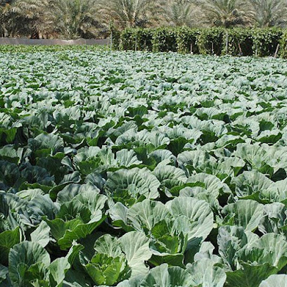 Liwa,abu dhabi - Dubai - +971 50 831 2282