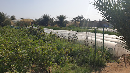 Matar Bin Bakhit Alfalasi Farm - مزرعة مطر بن بخيت الفلاسي - Ajman - +971 50 457 4111