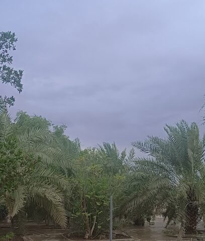مزرعة محمد ال علي - Ajman - +971 56 107 5657