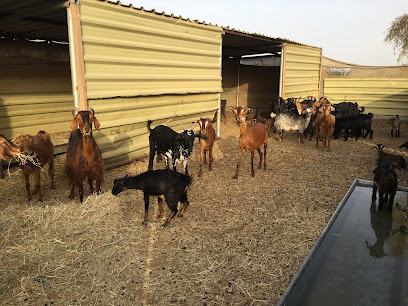 Farm Ali Abdalla Bin Nouma Alketbi - Ajman - +971 50 922 2269