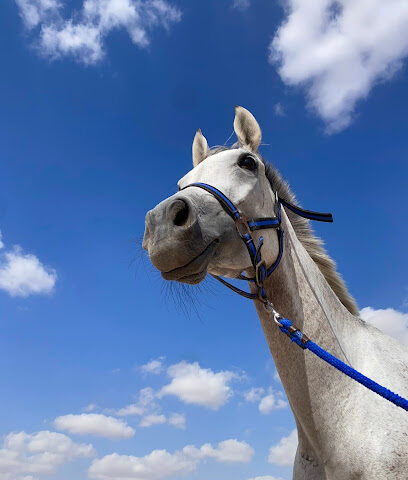 Mohd Al khamri Stable - Dubai - +971 52 333 1213