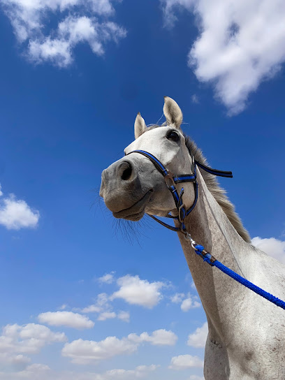 Mohd Al khamri Stable - United Arab Emirates|Dubai|6H76+RMG