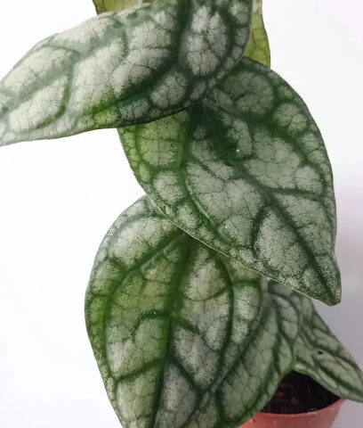 Indoorplantsuae - Dubai - +971 54 430 9101