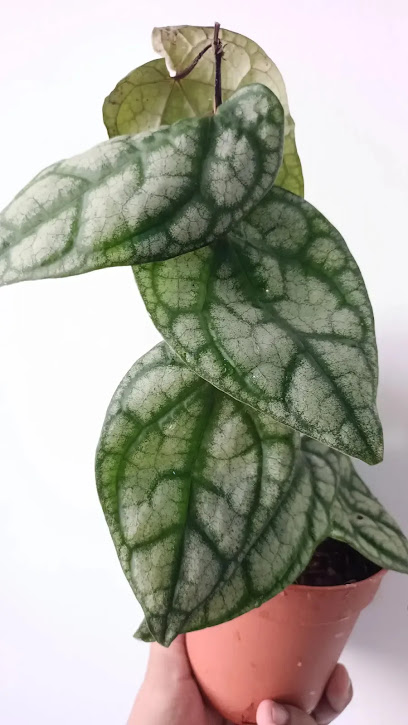 Indoorplantsuae -