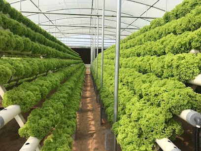 Al Amal Farms - Ajman - +971 50 357 7985