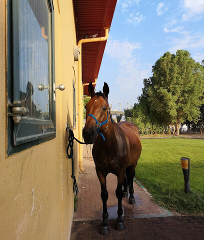 Horse Stables In Palm Resort - Dubai - +971 3 702 6446