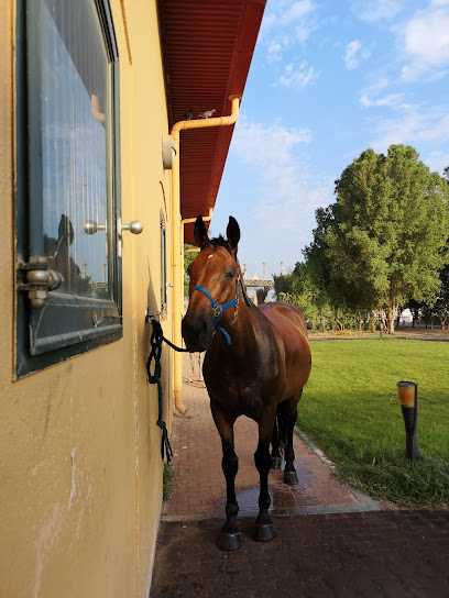 Horse Stables In Palm Resort - United Arab Emirates|Al Maqam - Abu Dhabi|5JPX+X8M