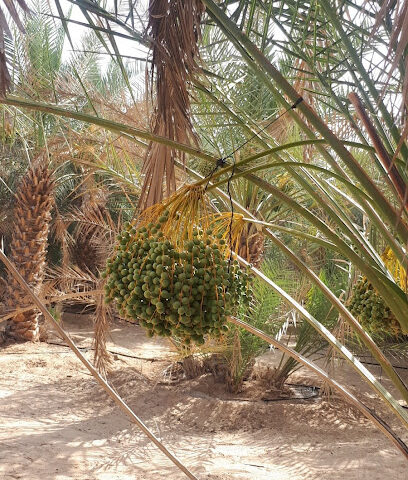 مزرعة المليح - Ajman -