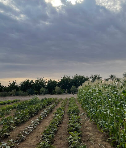مزرعة المهندسة ذكرى - Ajman -