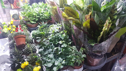 National Flowers LLC - Dubai - +971 4 344 2217