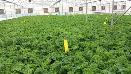 Albatha Farm - Ajman -