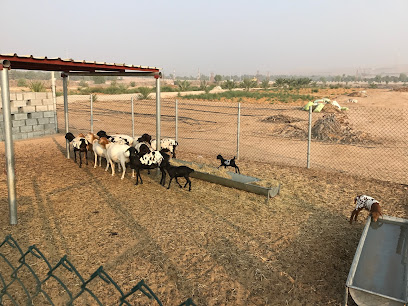 Umsai7farm - Ajman - +971 50 202 0209