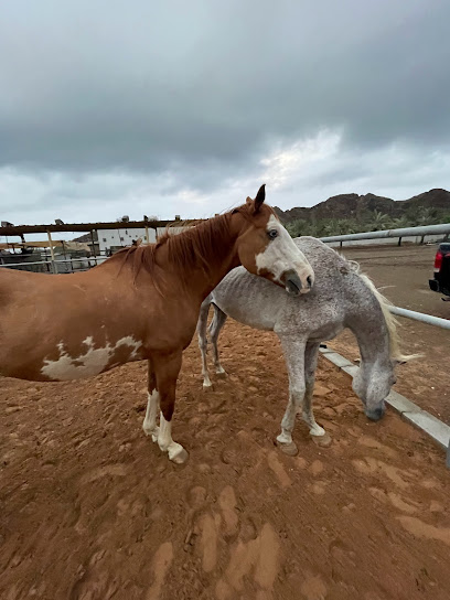 Dibba horse - United Arab Emirates|Suwayfah - Al Fqait - Fujairah