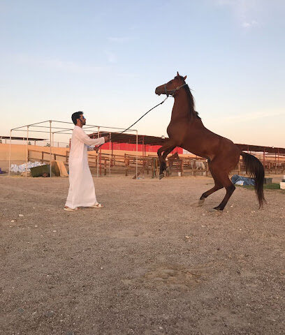 Albwasel stables - Dubai - +971 50 944 4497