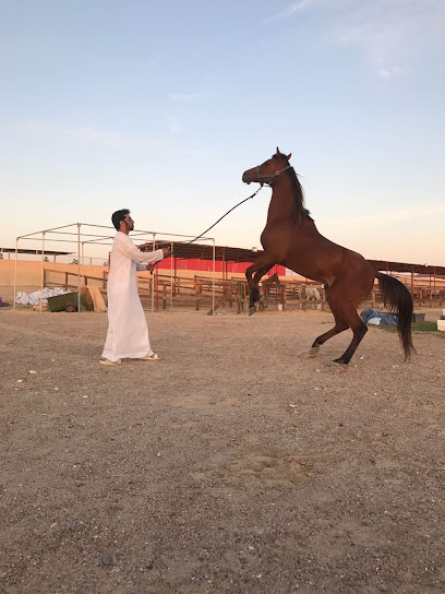 Albwasel stables - United Arab Emirates|Al Wathba - Abu Dhabi