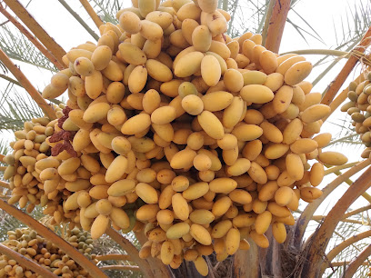 مزرعة سعيد إبراهيم - Ajman -