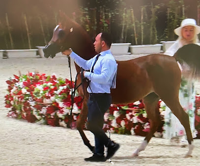 Al Haboob Arabians - مربط الهبوب للخيول العربية - Dubai - +971 50 441 2266