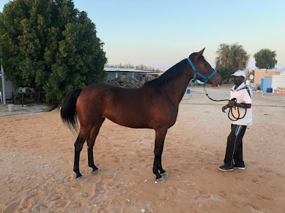 Morning star stud - Dubai - +971 50 443 6368