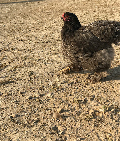 Faisal Albastaki Farm - Ajman -