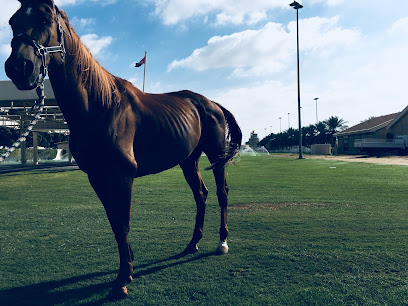 Sudan endurance Stables - Dubai - +971 50 866 2323