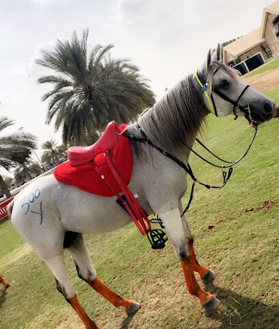 مربط و اسطبلات السعد alsaad stud & stables - Dubai - +971 50 781 1150