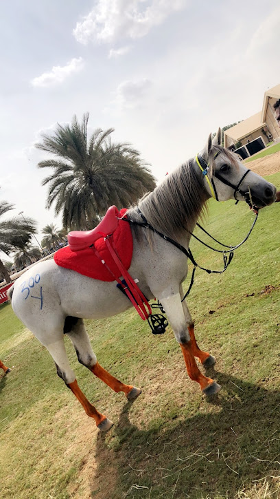 مربط و اسطبلات السعد alsaad stud & stables - United Arab Emirates|Al Wathba - Abu Dhabi|5QGH+3V5