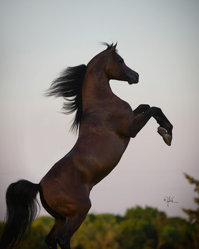 Albidayer Stud