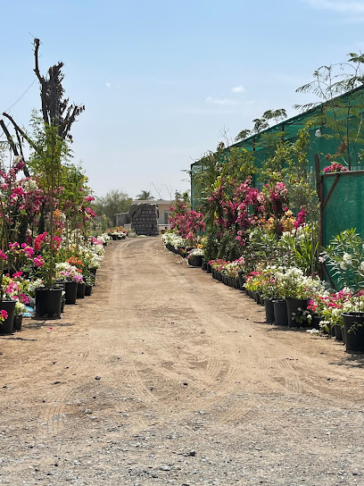 Home Garden Flowers Trading - United Arab Emirates|Sharjah|7WJW+2C
