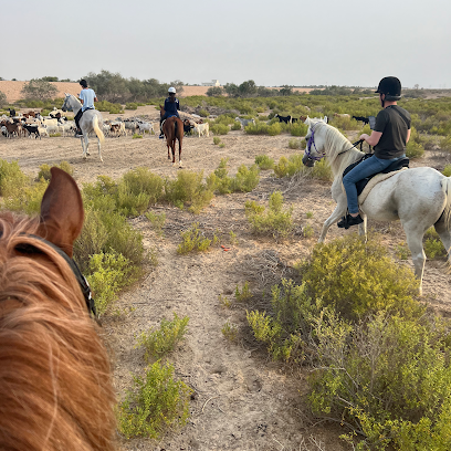 sanam stable - Dubai - +971 50 121 5255