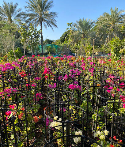 Al Sanad Nursery - Dubai - +971 50 198 4007