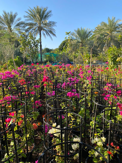 Al Sanad Nursery - United Arab Emirates|Al Digdaga - Ras Al-Khaimah|E18