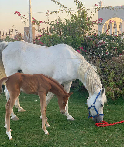 نادي العاصمة للفروسية - Dubai - +971 50 122 2551