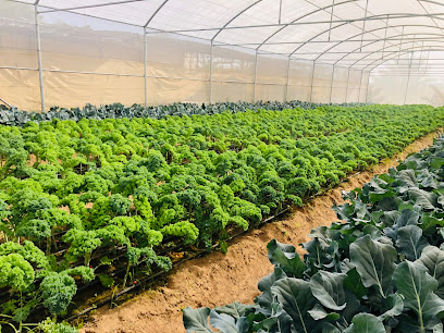 Green Fields Farms - Ajman -