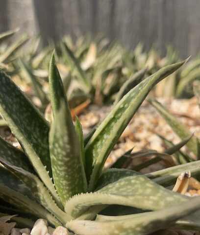 حديقة الصبار cactus farm - Dubai -