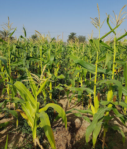 سوق الخضار - Ajman -