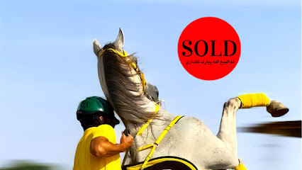 Horses For Sale in uae - Dubai - +971 55 518 2876