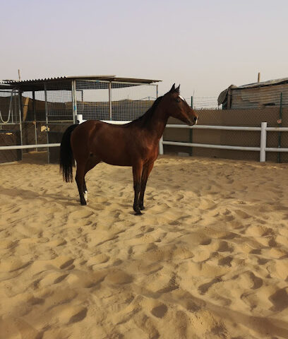 عزبة واسطبل بوسيف عبيد لإنتاج الخيول العربية - Dubai - +971 50 778 0998