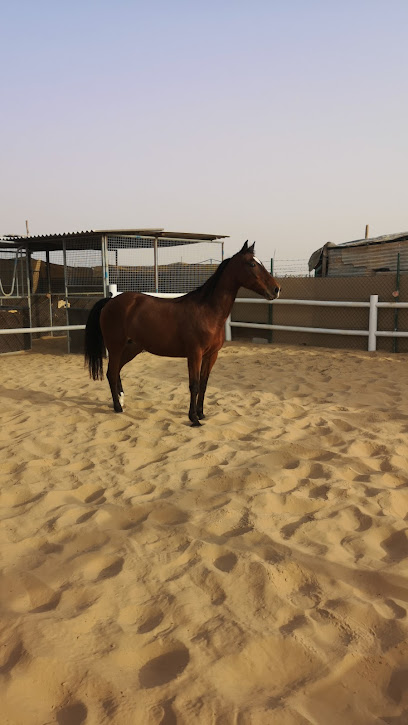 عزبة واسطبل بوسيف عبيد لإنتاج الخيول العربية - United Arab Emirates|Um Fannain - Sharjah|9G4M+M37