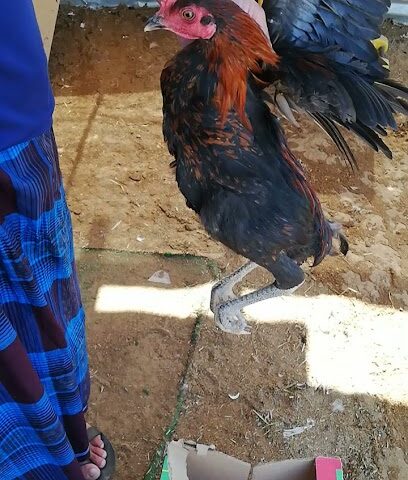 Live Paultry farm Alain (Nadan chicken) - Ajman - +971 54 369 9522