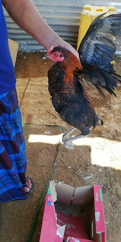 Live Paultry farm Alain (Nadan chicken) - United Arab Emirates|Al Aflaj - Abu Dhabi|5R96+6V9