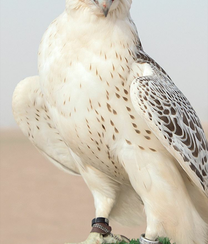 al aseefa falcon - Ajman - +971 56 113 3006