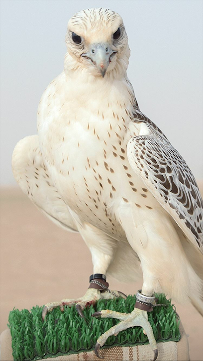 al aseefa falcon - United Arab Emirates|Dubai