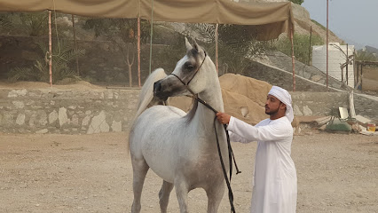 ALJOHARAH ARABIAN HORSE STUD - Dubai - +971 50 688 8077