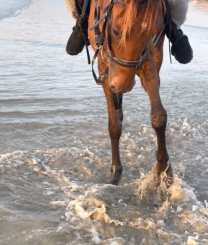 Rq stable - Dubai - +251 91 926 8192