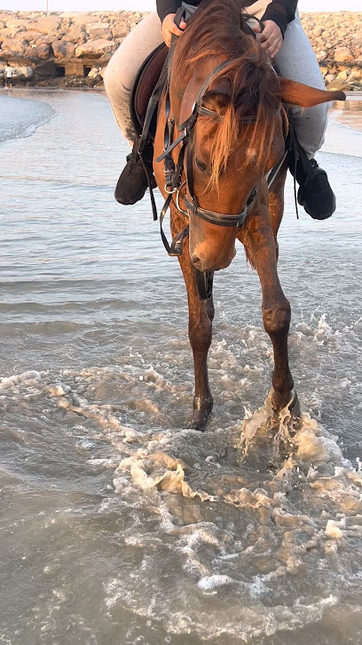 Rq stable - United Arab Emirates|Khalifa Bin Zayed City - Ras al Khaimah|PVGR+CQG