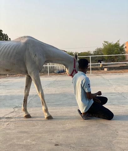 Har Stable - Dubai - +971 50 100 8838