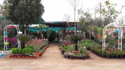 AL RIFAA NURSERY LLC - Dubai - +971 50 141 6940