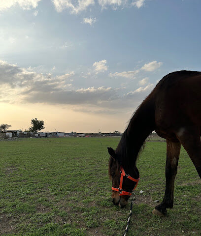 مزرعة حسني ابو الشوارب - Ajman -