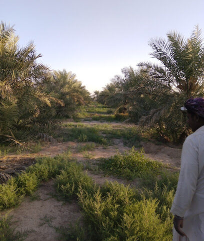 Alain Um Ghafa - Ajman -